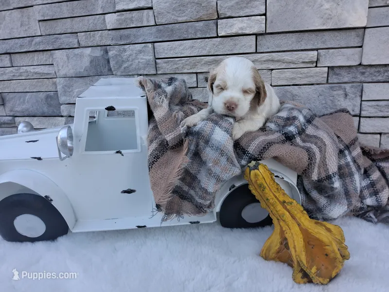 Winston – Cocker Spaniel puppy for sale in Montgomery, IN