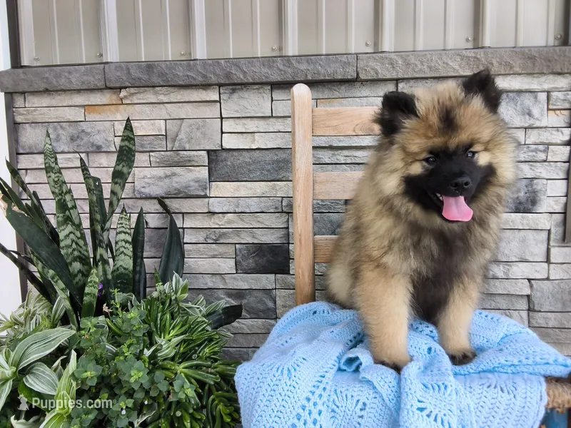 Devon – Keeshond puppy for sale in Montgomery, IN