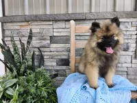 Devon, a male Keeshond for sale in Montgomery, IN – 2 of 5