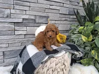 Elianna, a female Poodle - Miniature  for sale in Montgomery, IN – 3 of 3
