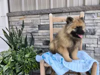 Dexter, a male Keeshond for sale in Montgomery, IN – 4 of 7