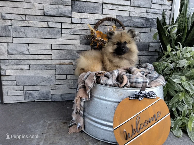 Chase – Keeshond puppy for sale in Montgomery, IN