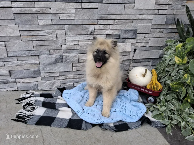 Chase – Keeshond puppy for sale in Montgomery, IN