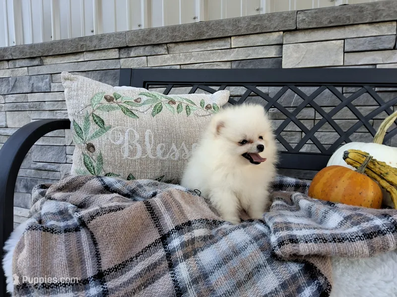Caleb – Pomeranian puppy for sale in Montgomery, IN
