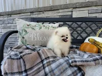Caleb, a male Pomeranian for sale in Montgomery, IN – 1 of 6