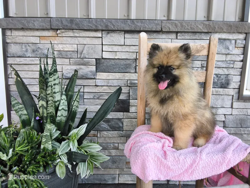 Deanna – Keeshond puppy for sale in Montgomery, IN