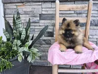 Dinah, a male Keeshond for sale in Montgomery, IN – 2 of 4