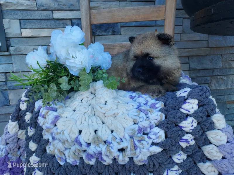 Susie – Keeshond puppy for sale in Montgomery, IN