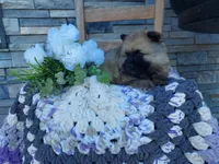 Susie, a female Keeshond for sale in Montgomery, IN – 1 of 3