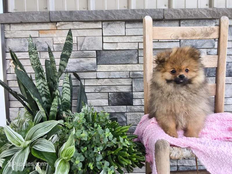 Sherry – Pomeranian puppy for sale in Montgomery, IN