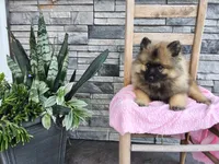 Dinah, a male Keeshond for sale in Montgomery, IN – 4 of 4