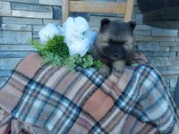 Susan, a female Keeshond for sale in Montgomery, IN – 2 of 2