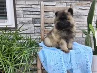 Darrin, a male Keeshond for sale in Montgomery, IN – 5 of 6