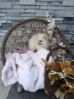 Carla, a female Pomeranian for sale in Montgomery, IN – 3 of 3