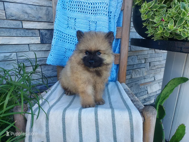 Stanley – Keeshond puppy for sale in Montgomery, IN