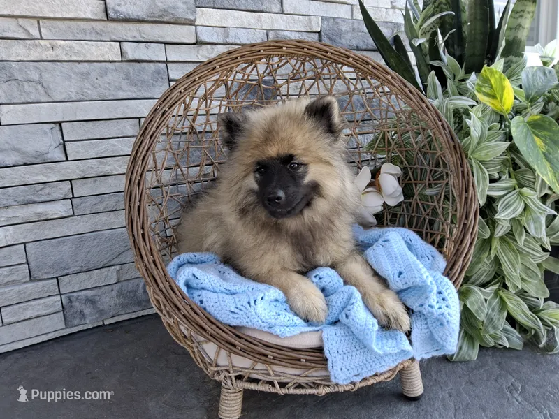 Dexter – Keeshond puppy for sale in Montgomery, IN