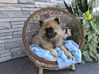 Dexter, a male Keeshond for sale in Montgomery, IN – 1 of 7