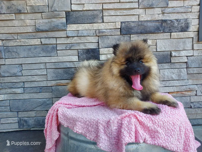 Alyse – Keeshond puppy for sale in Montgomery, IN