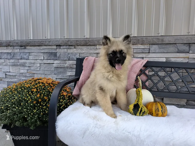 Shanna – Keeshond puppy for sale in Montgomery, IN