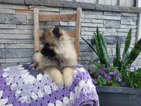 Avery, a female Keeshond for sale in Montgomery, IN – 2 of 3