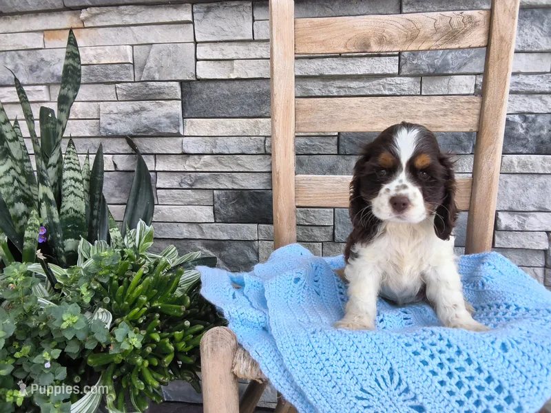 Samuel – Cocker Spaniel puppy for sale in Montgomery, IN