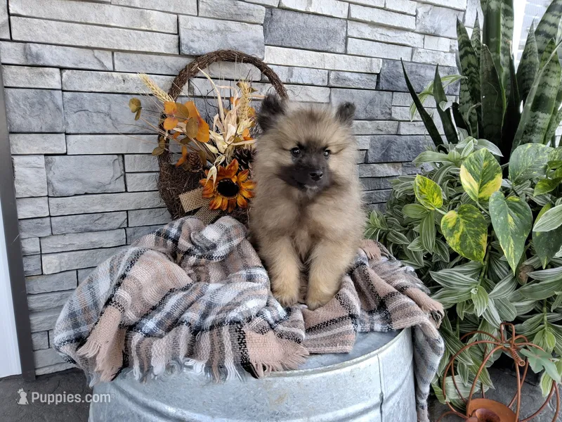 Carson – Keeshond puppy for sale in Montgomery, IN