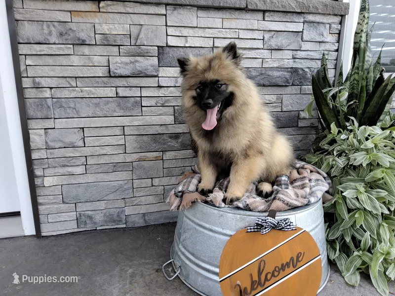 Devon – Keeshond puppy for sale in Montgomery, IN