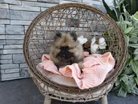 Callie, a female Keeshond for sale in Montgomery, IN – 2 of 2