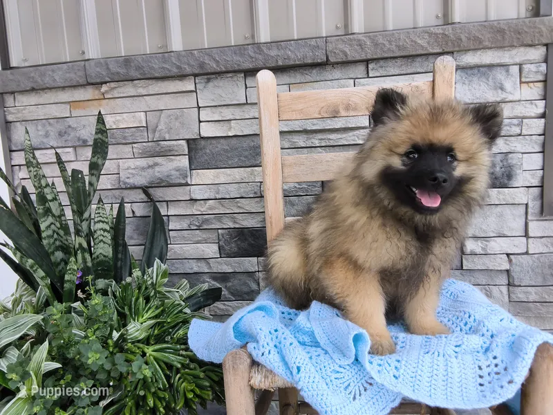 Dexter – Keeshond puppy for sale in Montgomery, IN