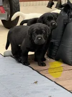 Yellow collar male, a male Labrador Retriever for sale in Utopia, TX – 3 of 10