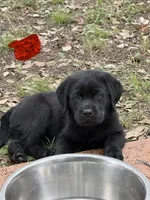Red Collar Male, a male Labrador Retriever for sale in Utopia, TX – 9 of 10