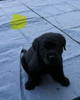 Yellow collar male, a male Labrador Retriever for sale in Utopia, TX – 8 of 10