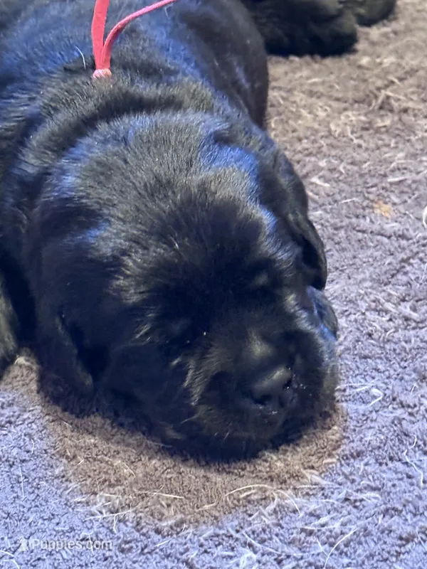 Red Collar Male – Labrador Retriever puppy for sale in Utopia, TX