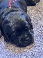 Red Collar Male, a male Labrador Retriever for sale in Utopia, TX – 1 of 10