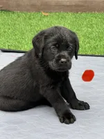 Red Collar Male, a male Labrador Retriever for sale in Utopia, TX – 4 of 10