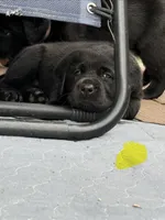 Yellow collar male, a male Labrador Retriever for sale in Utopia, TX – 2 of 10