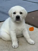 Orange Collar Male, a male Labrador Retriever for sale in Utopia, TX – 4 of 10