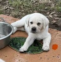 Orange Collar Male, a male Labrador Retriever for sale in Utopia, TX – 8 of 10