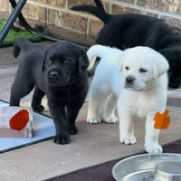 Red Collar Male, a male Labrador Retriever for sale in Utopia, TX – 6 of 10