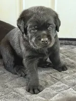 Red Collar Male, a male Labrador Retriever for sale in Utopia, TX – 2 of 10