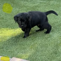 Yellow collar male, a male Labrador Retriever for sale in Utopia, TX – 10 of 10