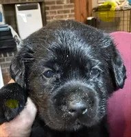 Yellow collar male, a male Labrador Retriever for sale in Utopia, TX – 4 of 10