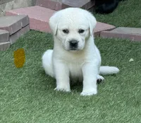 Orange Collar Male, a male Labrador Retriever for sale in Utopia, TX – 7 of 10