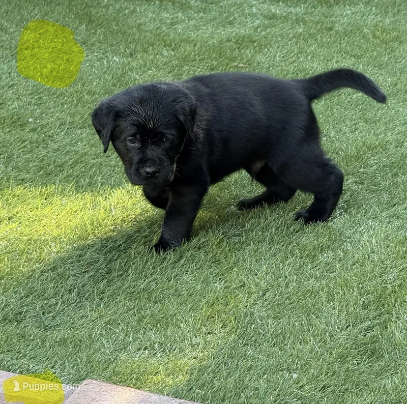 Yellow collar male – Labrador Retriever puppy for sale in Utopia, TX