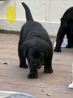 Yellow collar male, a male Labrador Retriever for sale in Utopia, TX – 6 of 10