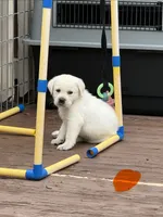 Orange Collar Male, a male Labrador Retriever for sale in Utopia, TX – 9 of 10