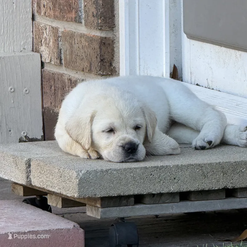 Orange Collar Male – Labrador Retriever puppy for sale in Utopia, TX