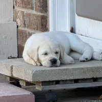Orange Collar Male, a male Labrador Retriever for sale in Utopia, TX – 1 of 10