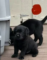 Red Collar Male, a male Labrador Retriever for sale in Utopia, TX – 3 of 10