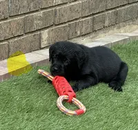 Yellow collar male, a male Labrador Retriever for sale in Utopia, TX – 5 of 10